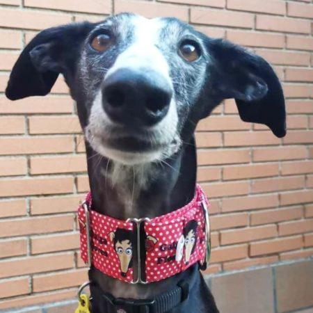 Martingale Galga Flores