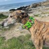 Martingale Frida Galgho - Imagen 4